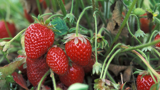 Hydrogen water irrigation extends the shelf life of strawberries